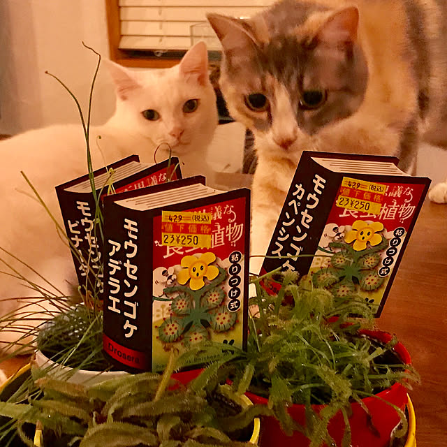 sakurasakuさんの実例写真