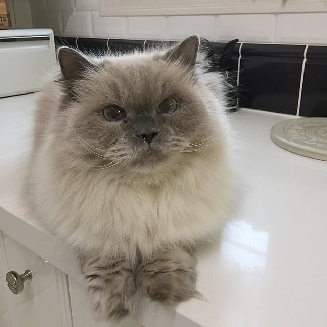 yuchiさんの実例写真