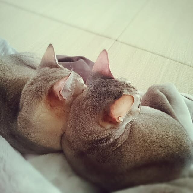 Jcさんの実例写真