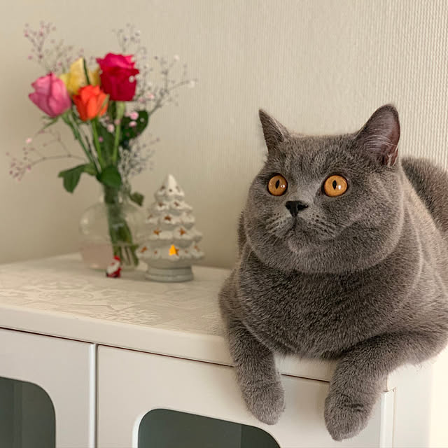 kittyさんの実例写真