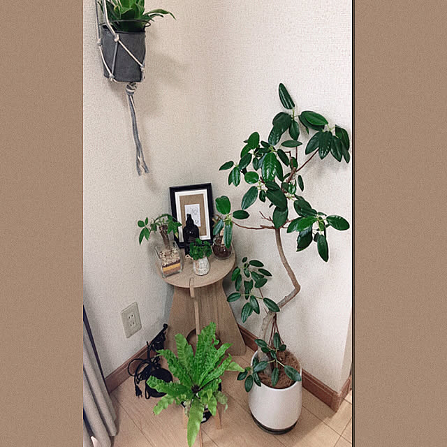アンティーク/100均/salut!/観葉植物/IKEA...などのインテリア実例 - 2020-02-16 08:47:58