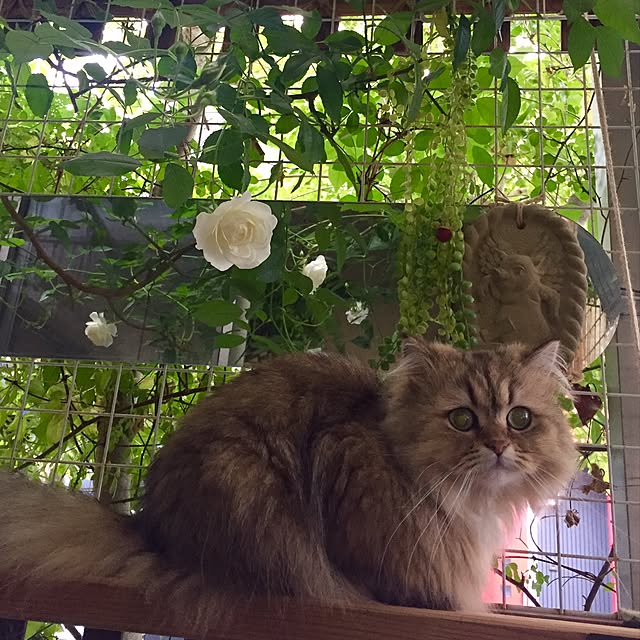 butachanさんの実例写真