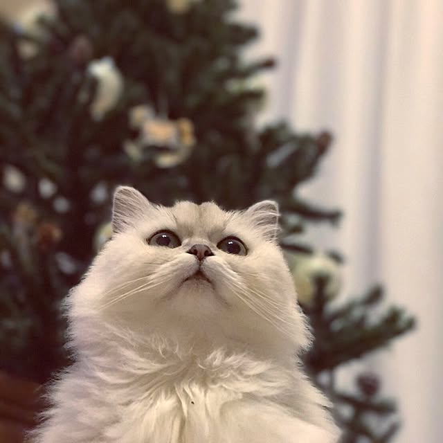 sakuさんの実例写真
