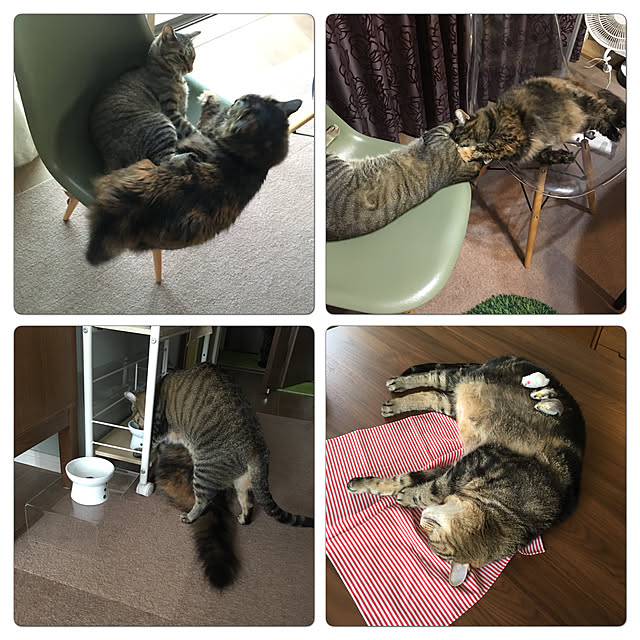 mikomaruさんの実例写真