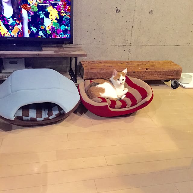 ziziguguさんの実例写真