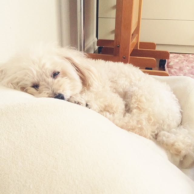 ucaさんの実例写真