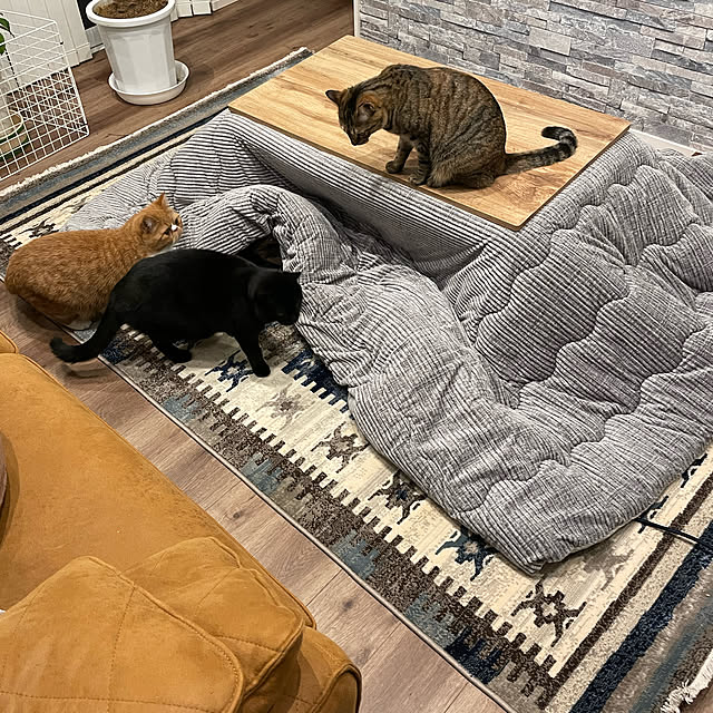 猫こたつのおすすめ商品とおしゃれな実例 | RoomClip(ルーム 猫こたつのおすすめ商品とおしゃれな実例 | RoomClip(ルーム