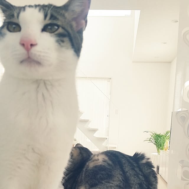 runayucoさんの実例写真