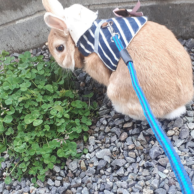 aiさんの実例写真