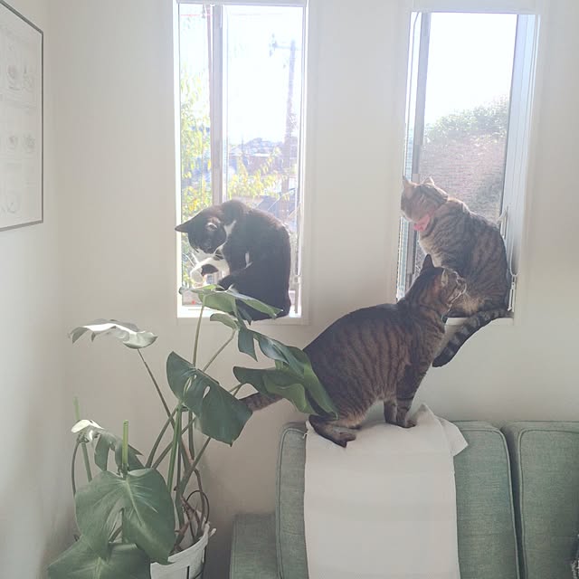 lovecatさんの実例写真