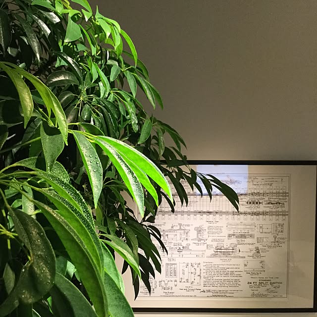 piyohopさんの実例写真