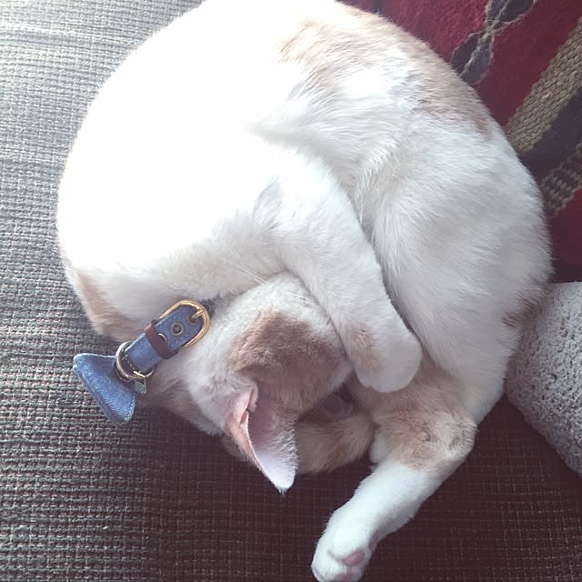 momocoさんの実例写真