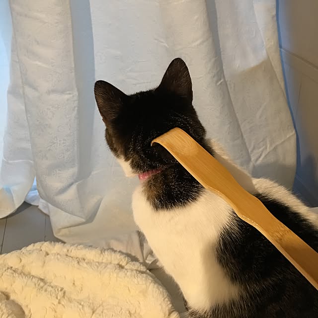 Shihoさんの実例写真