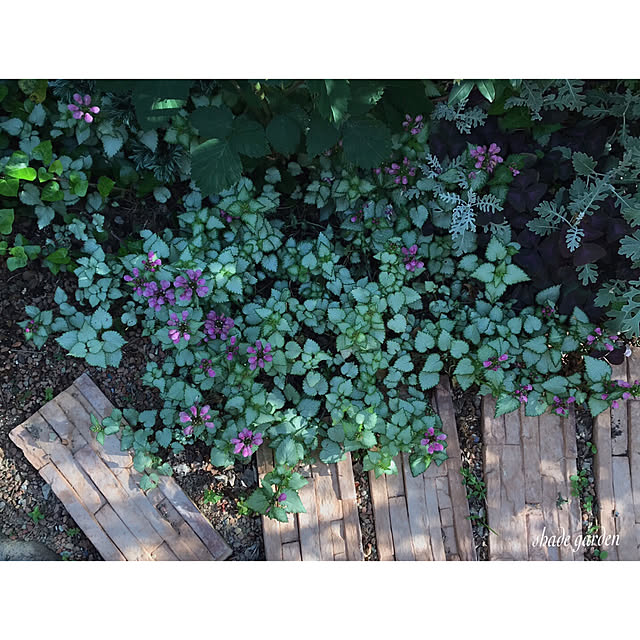 kinu-itoさんの実例写真