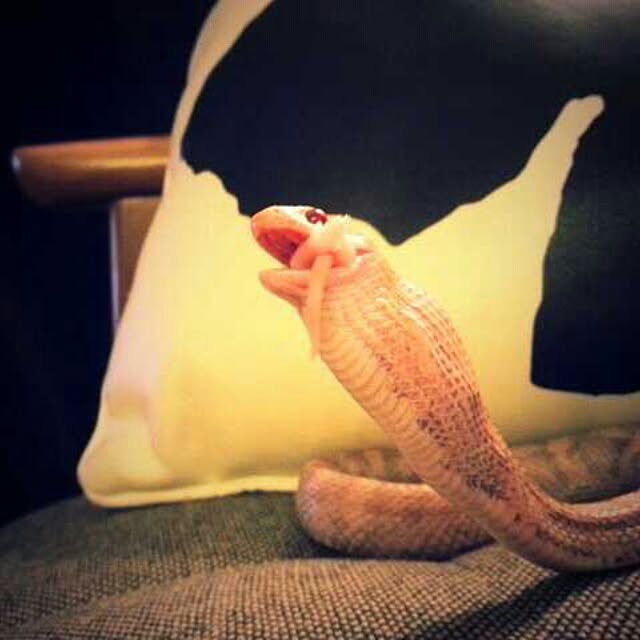 keiさんの実例写真