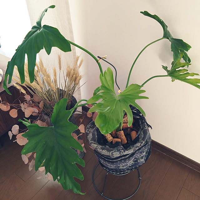 kakkaさんの実例写真