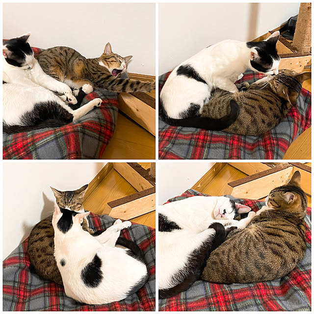 nobikoさんの実例写真