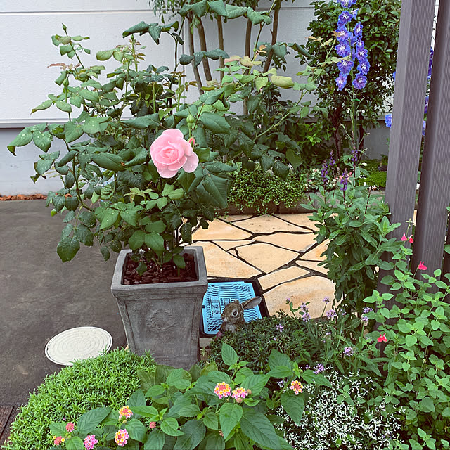kekokekoさんの実例写真
