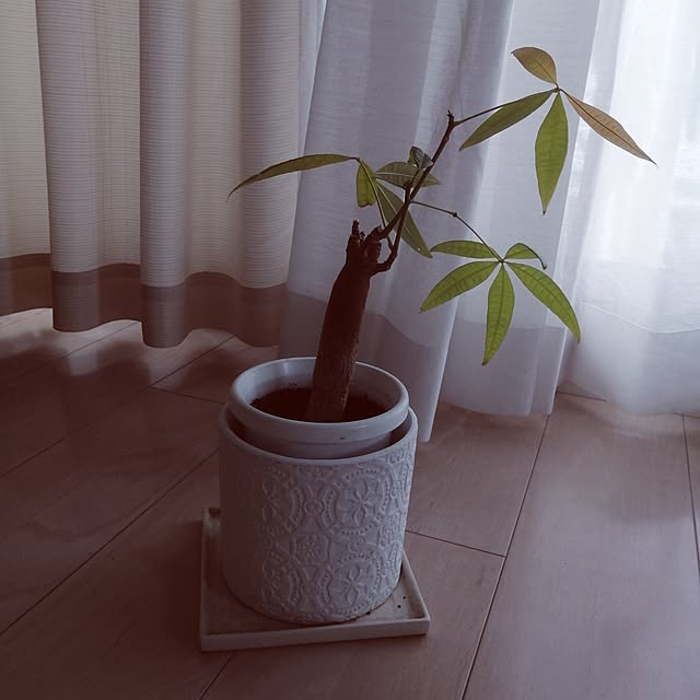 リビング/モニター応募投稿/部屋をオシャレにしたい/自粛生活を楽しむ♪/観葉植物...などのインテリア実例 - 2024-04-04 16:08:37