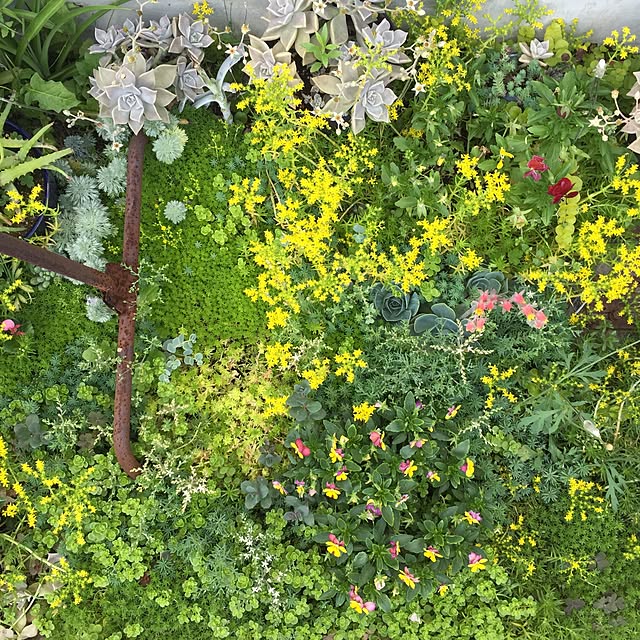romimushiさんの実例写真