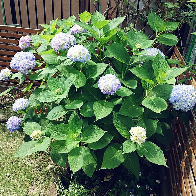 mofukoさんの実例写真