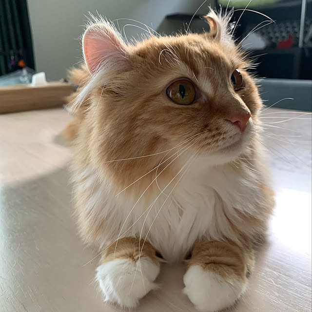 mimoさんの実例写真