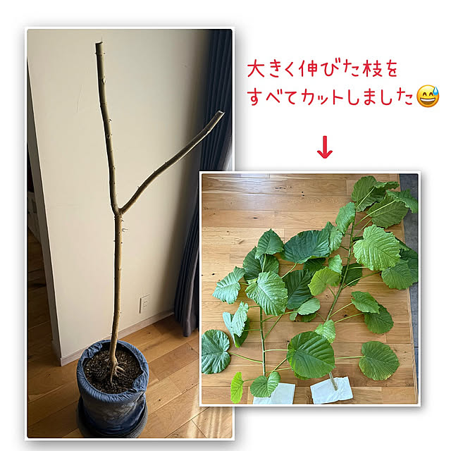 sachieyさんの部屋