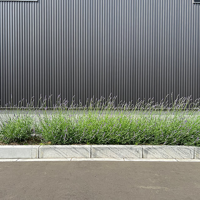 玄関/入り口/ラベンダー/ナチュラル/ガルバリウムのインテリア実例 - 2024-06-26 23:48:35