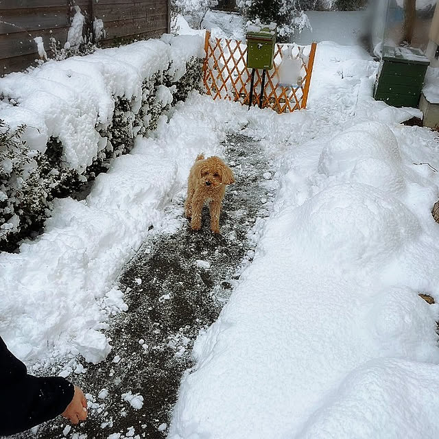 cherrycherryさんの実例写真