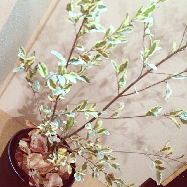 prince.nekonyanさんの実例写真