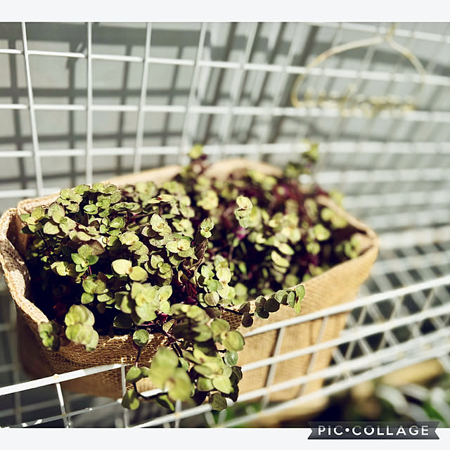CoCo0617さんの部屋