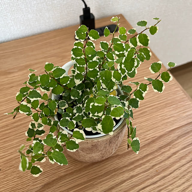 棚/unico/観葉植物/一人暮らし/賃貸...などのインテリア実例 - 2023-11-27 22:41:12