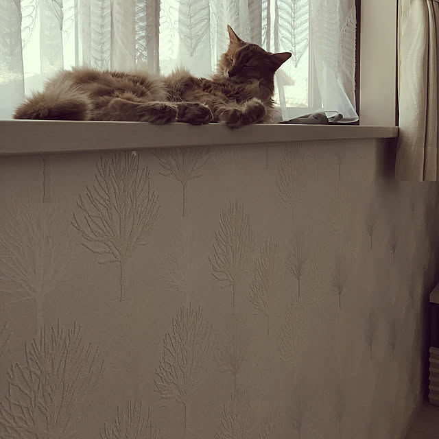 mofucatさんの実例写真