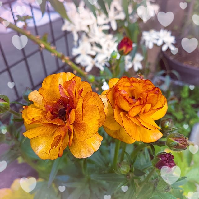 mimi828さんの実例写真