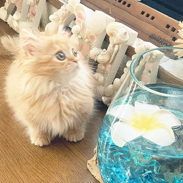 HULAさんの実例写真