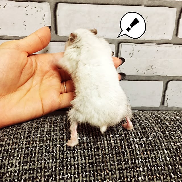 mikaさんの実例写真