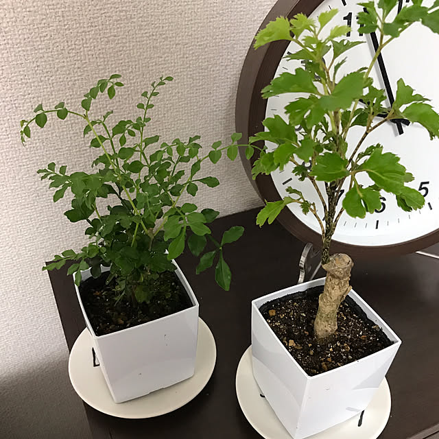 moriさんの実例写真