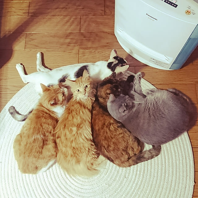 uchizukonyanさんの実例写真