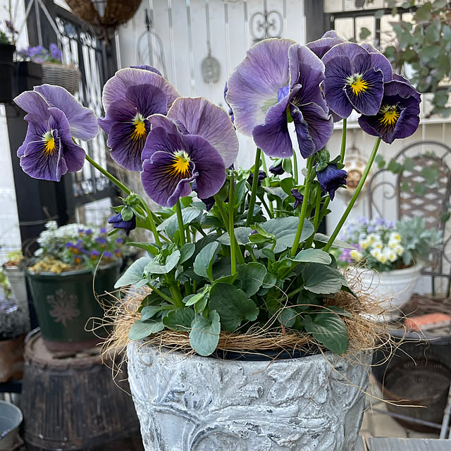 shiropenguinさんの部屋