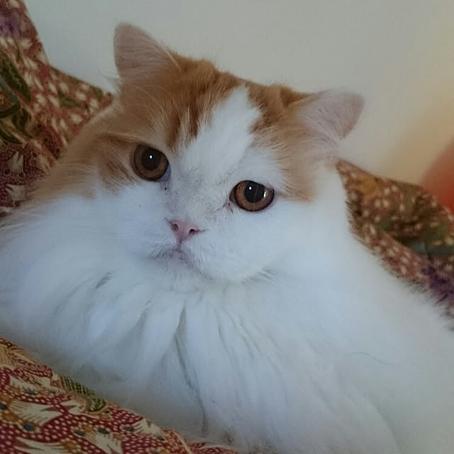1ldksさんの実例写真