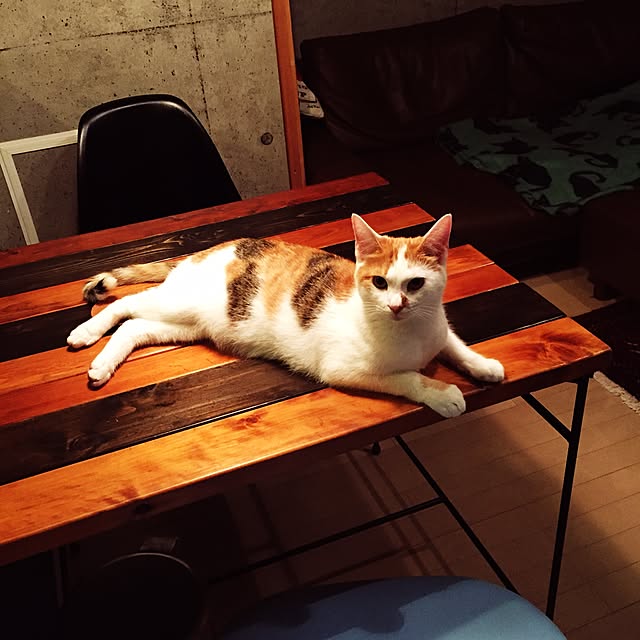 ziziguguさんの実例写真