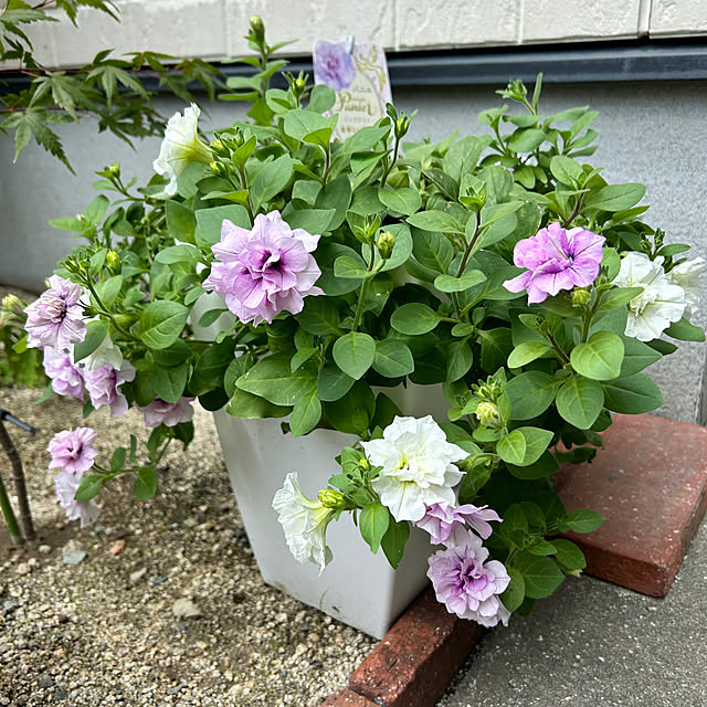 prelumoさんの実例写真