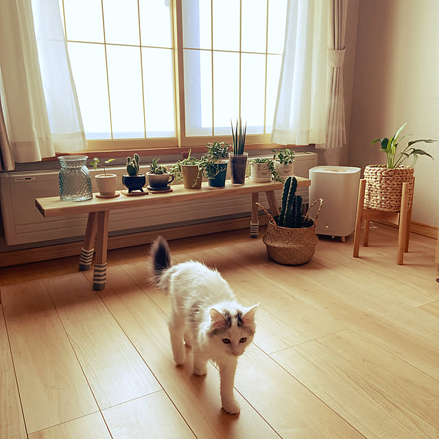 miwaさんの実例写真