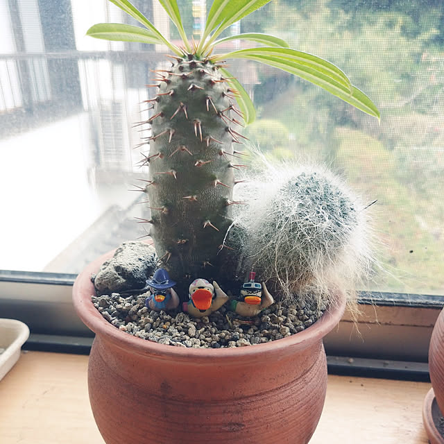 pineさんの実例写真