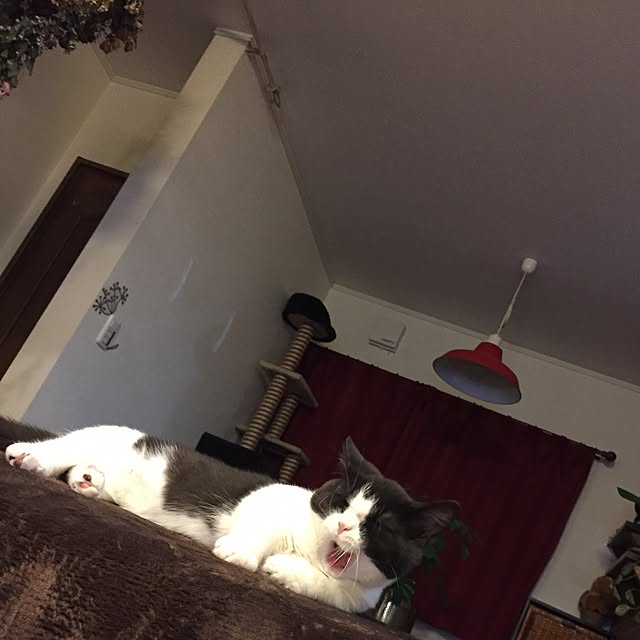 butachanさんの実例写真