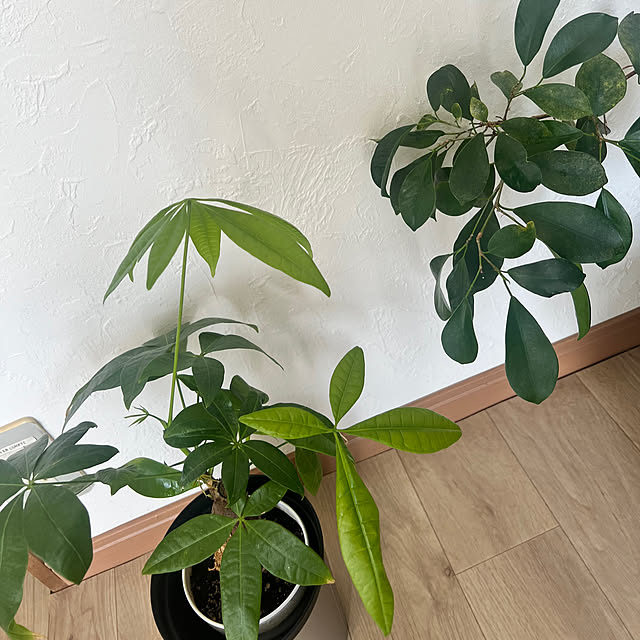 rookuさんの部屋