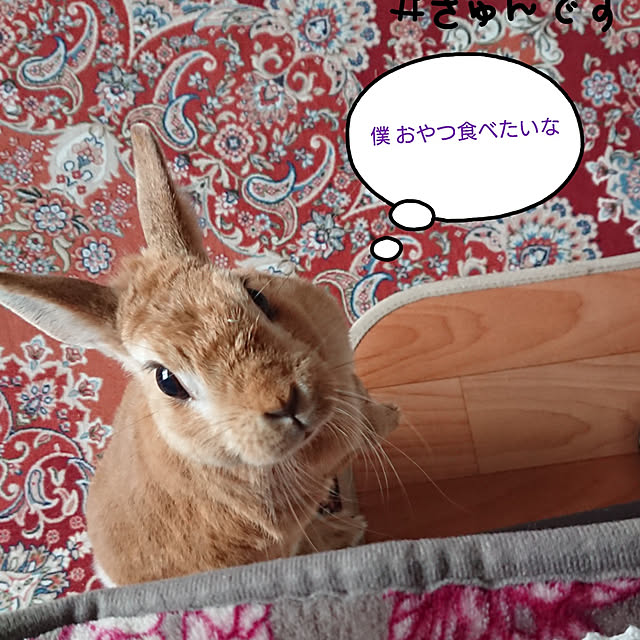 mokarinさんの実例写真