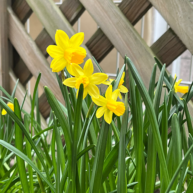 seiseiさんの実例写真
