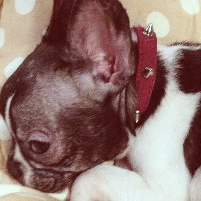Mimizuさんの実例写真