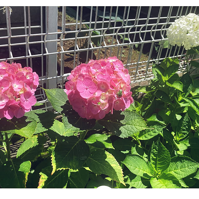 CoCo0617さんの部屋